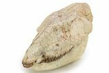 Fossil Horse (Mesohippus) Skull - South Dakota #263484-6